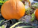 Halloween tök eladó