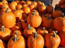 Halloween tök eladó