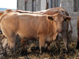 Blonde d'Aquitaine és Charolais üszők eladók