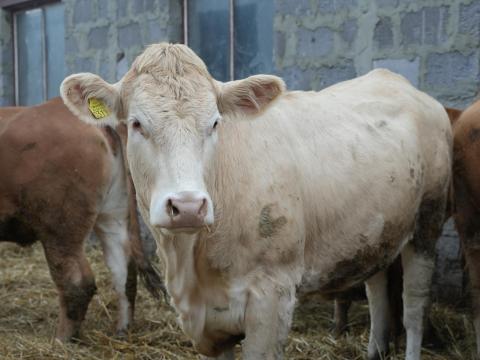 Blonde d'Aquitaine és Charolais üszők eladók Blonde d'Aquitaine és Charolais üszők eladók