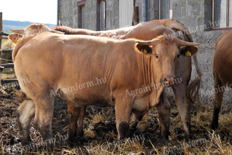 Blonde d'Aquitaine és Charolais üszők eladók