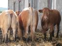 Blonde d'Aquitaine és Charolais üszők eladók