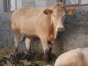 Blonde d'Aquitaine és Charolais üszők eladók