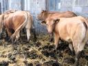 Blonde d'Aquitaine és Charolais üszők eladók
