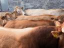 Blonde d'Aquitaine és Charolais üszők eladók