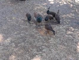 Pávák eladók – kéknyakú páva párok