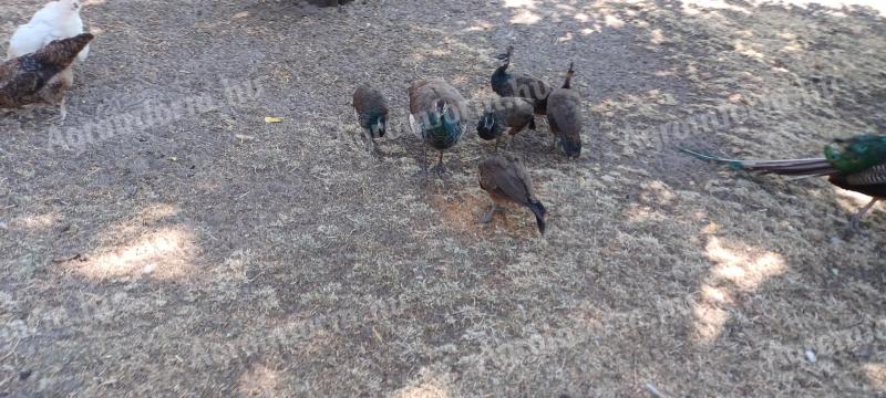 Pávák eladók – kéknyakú páva párok