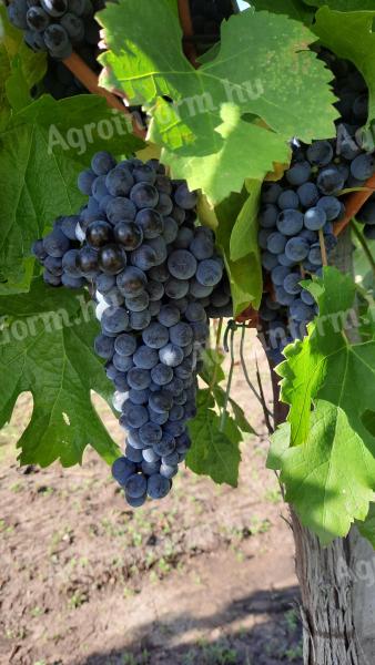 Merlot szőlő eladó Egerben