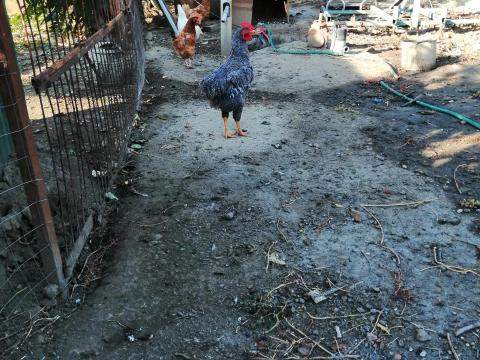 Sávozott Plymouth Rock jércéket keresek Sávozott Plymouth Rock jércéket keresek