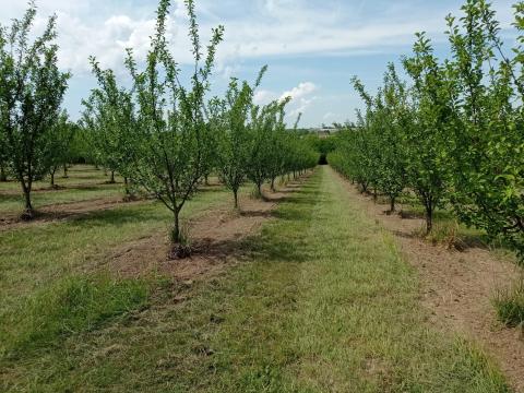 Lepotica szilva ültetvény eladó Lepotica szilva ültetvény eladó