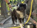 Törzskönyves Japán Akita Inu Kisfiú