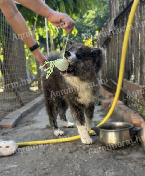 Törzskönyves Japán Akita Inu Kisfiú