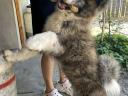 Törzskönyves Japán Akita Inu Kisfiú