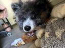 Törzskönyves Japán Akita Inu Kisfiú