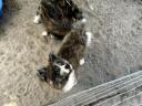 Törzskönyves Japán Akita Inu Kisfiú