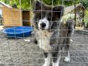 Törzskönyves Japán Akita Inu Kisfiú