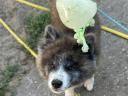 Törzskönyves Japán Akita Inu Kisfiú