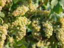 Zweigelt, Kékfrankos, Olaszrizling, Sauvignon blanc borszőlő eladó – ingyenes bogyózás