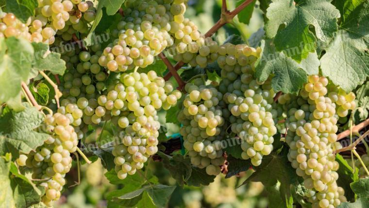 Zweigelt, Kékfrankos, Olaszrizling, Sauvignon blanc borszőlő eladó – ingyenes bogyózás
