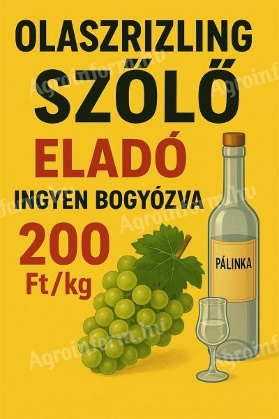 Olaszrizling szőlő bornak, pálinkának - minőségi mátrai szőlő ingyen bogyózva