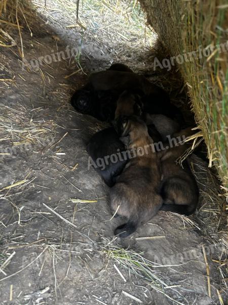 Sarplaninac fajtajellegű kiskutyák