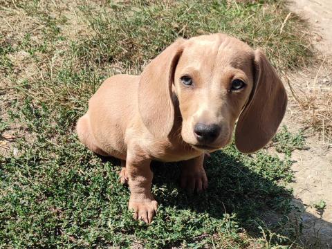 Kettő törpe tacskó kan keresi új otthonát Kettő törpe tacskó kan keresi új otthonát