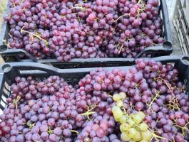Saszla szőlő eladó Budakeszin – fehér és piros csemegeszőlő