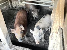 Mangalica