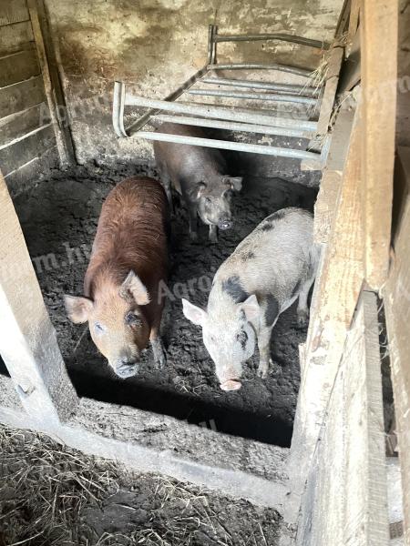 Mangalica