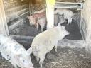 Mangalica