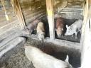 Mangalica