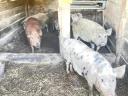 Mangalica