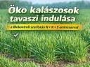 Öko kalászosok tavaszi indulása – a Biokontroll szerlistán N+K+S aminosavval