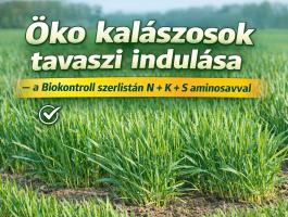 Öko kalászosok tavaszi indulása – a Biokontroll szerlistán N+K+S aminosavval