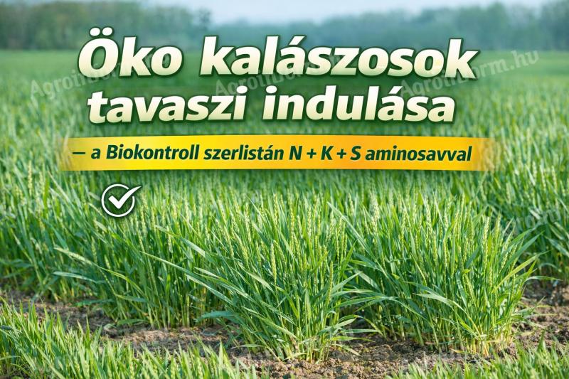 Öko kalászosok tavaszi indulása – a Biokontroll szerlistán N+K+S aminosavval