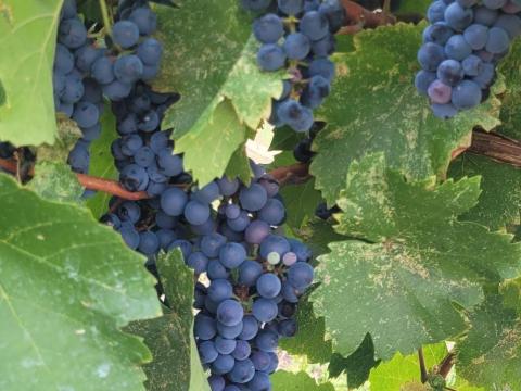 Minőségi Kékfrankos borszőlő eladó Bokroson Minőségi Kékfrankos borszőlő eladó Bokroson