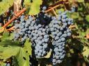 Eladó Merlot borszőlő