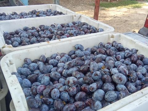 Szilva cefre Szilva cefre