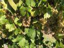Chardonnay szőlő eladó