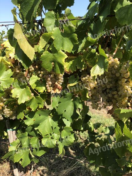 Chardonnay szőlő eladó