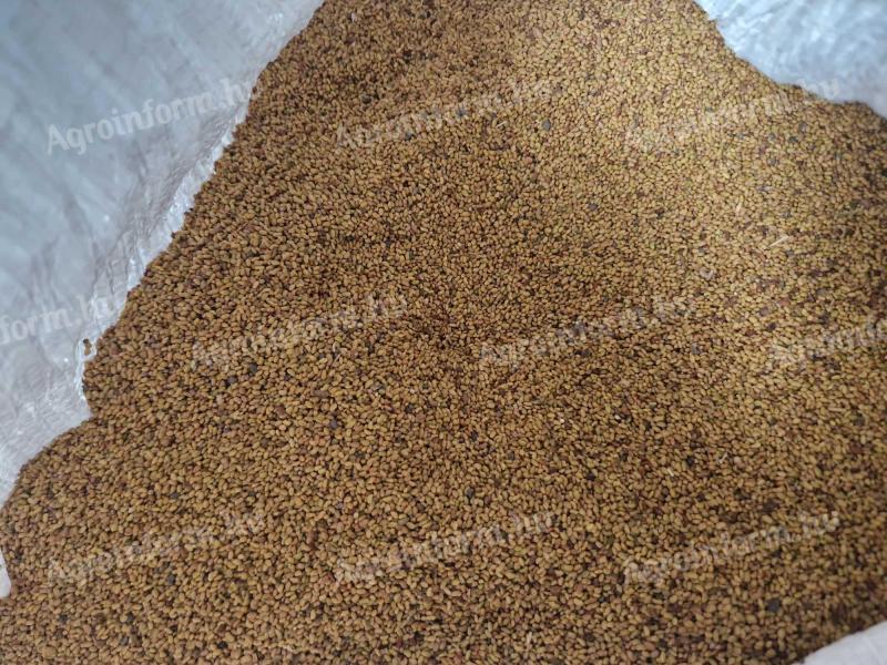 Eladó Szarvasi AS-1 típusú, tisztított lucernamag!