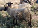 Suffolk keresztezett kos bárányok eladók, 10 db, kb. 60 kg-os bio bárányok
