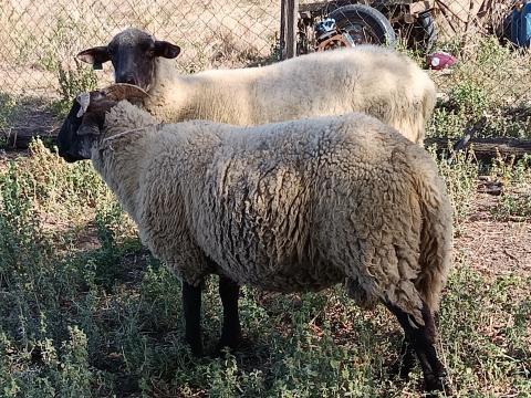 Suffolk keresztezett kos bárányok eladók, 10 db, kb. 60 kg-os bio bárányok Suffolk keresztezett kos bárányok eladók, 10 db, kb. 60 kg-os bio bárányok