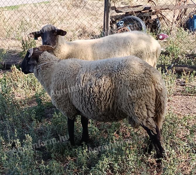 Suffolk keresztezett kos bárányok eladók, 10 db, kb. 60 kg-os bio bárányok