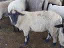 Suffolk keresztezett kos bárányok eladók, 10 db, kb. 60 kg-os bio bárányok