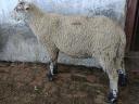 Suffolk keresztezett kos bárányok eladók, 10 db, kb. 60 kg-os bio bárányok