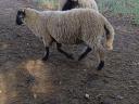 Suffolk keresztezett kos bárányok eladók, 10 db, kb. 60 kg-os bio bárányok