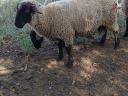 Suffolk keresztezett kos bárányok eladók, 10 db, kb. 60 kg-os bio bárányok