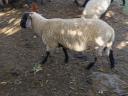 Suffolk keresztezett kos bárányok eladók, 10 db, kb. 60 kg-os bio bárányok