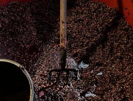 Kékfrankos és Zöldveltelini eladó kiváló minőségben